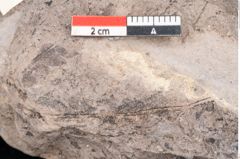 Foto (Detailansicht) von Quercus lonchitoides Ettingshausen (NHMW-GEO-2024-0188-10177)